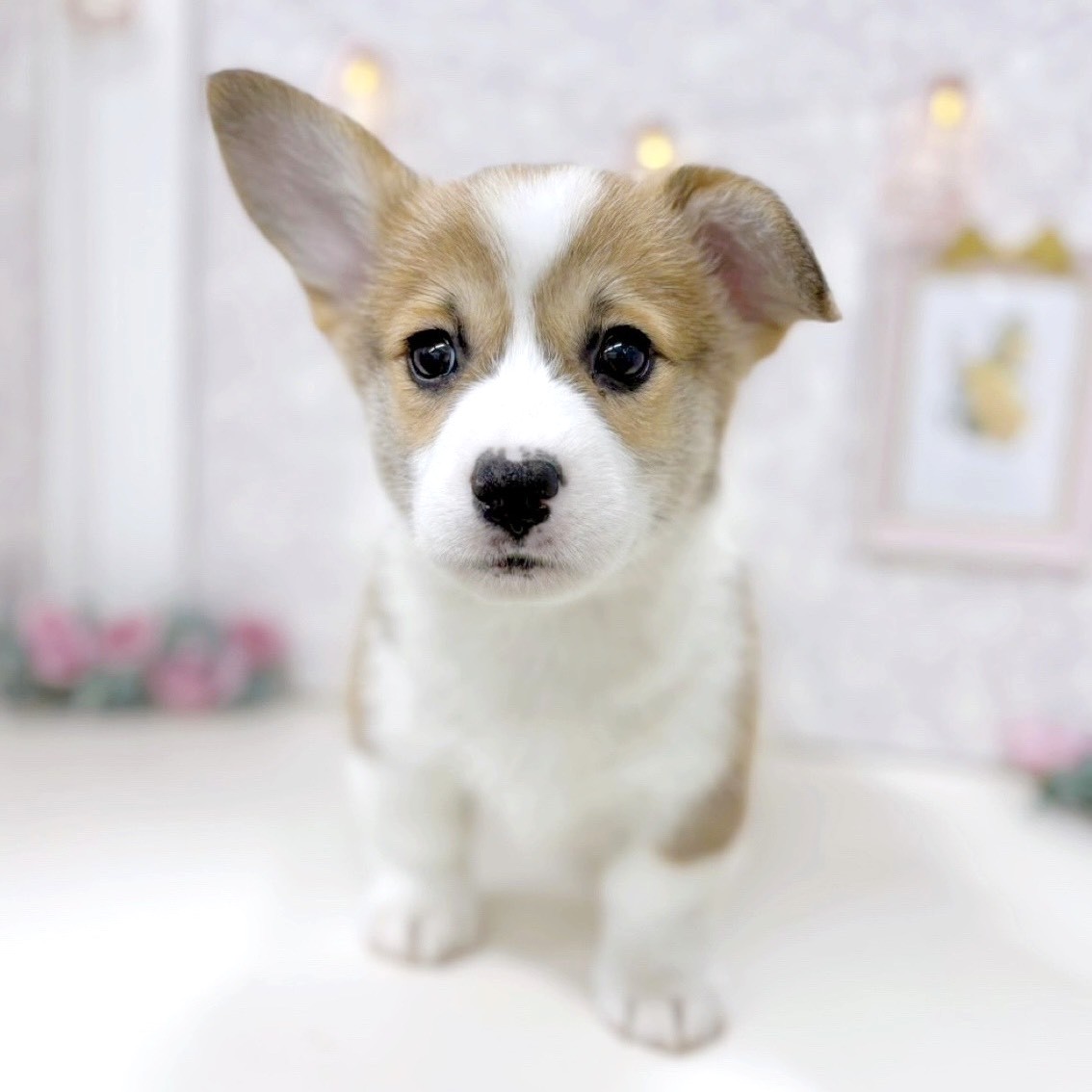 富山県のウェルシュコーギーペンブローク (犬の家＆猫の里アミーゴ高岡蓮花寺店/2025年9月1日生まれ/女の子/セーブルホワイト)の子犬の1枚目の画像