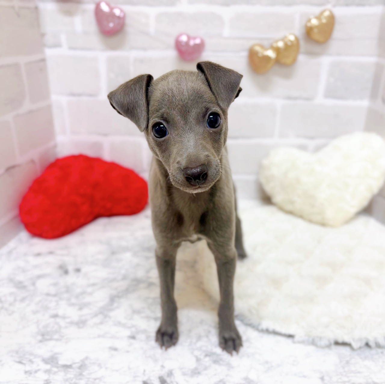 京都府のイタリアングレーハウンド (犬の家＆猫の里京都精華店/2025年9月2日生まれ/男の子/ブルーホワイト)の子犬の1枚目の画像