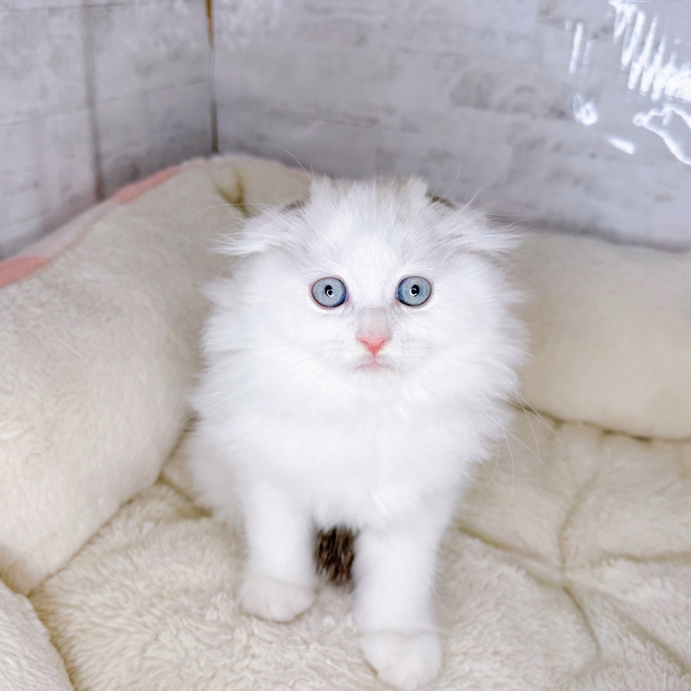 長野県のスコティッシュフォールド (犬の家＆猫の里塩尻店/2025年9月4日生まれ/男の子/シールリンクスポイント&ホワイト)の子猫の1枚目の画像