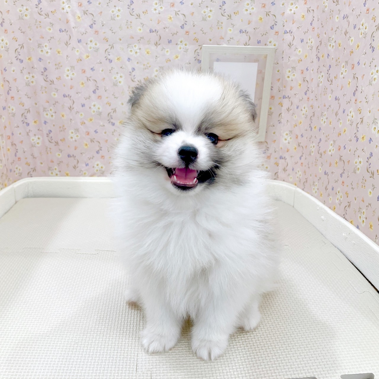 オーダー受付　ポメラニアン　ご予約ページ　10/8 ポメラニアン ココ・1ちゃん | 【公式】子犬のブリーダー・ミニチュア