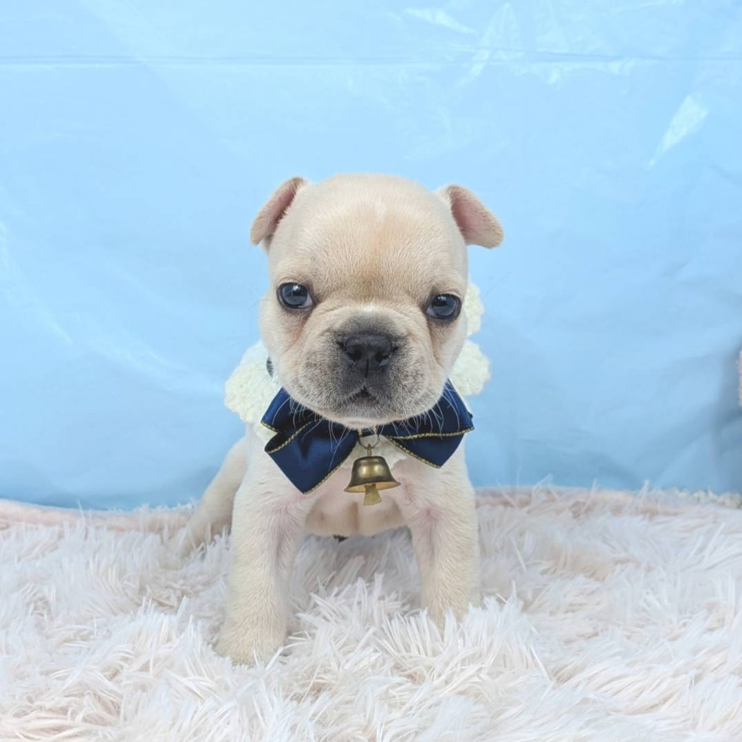 兵庫県のフレンチブルドッグ (犬の家＆猫の里川西店/2025年9月3日生まれ/男の子/クリーム)の子犬の1枚目の画像