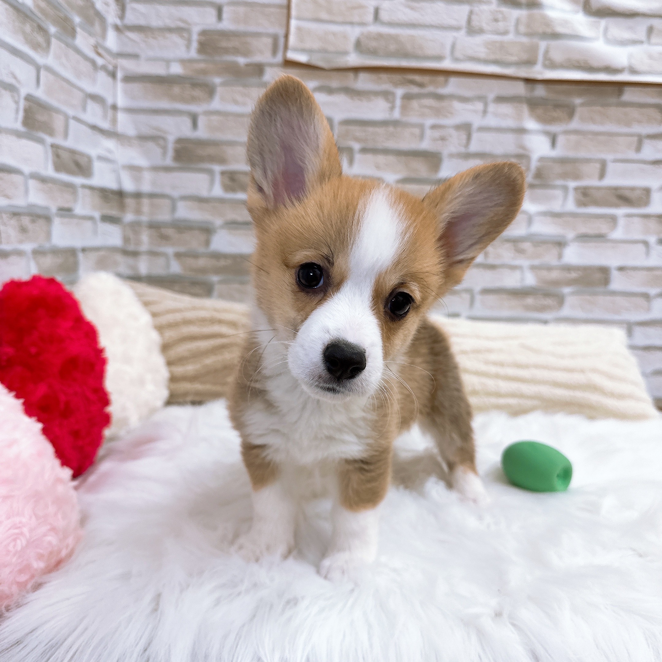 神奈川県のウェルシュコーギーペンブローク (犬の家＆猫の里モザイクモール港北店/2025年9月5日生まれ/女の子/レッドホワイト)の子犬の1枚目の画像