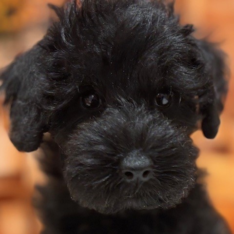 福岡県のシュナプー(シュナウザー×プードル) (犬の家＆猫の里トリアス久山店/2025年9月5日生まれ/男の子/ブラック)の子犬の1枚目の画像