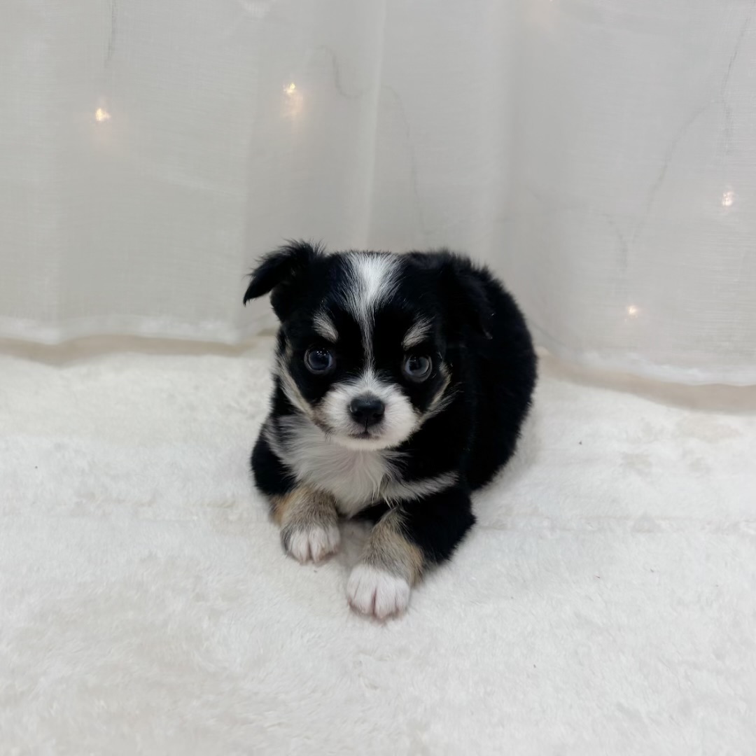 千葉県のチワワ(ロング) (犬の家＆猫の里BIGHOPガーデンモール印西店/2025年9月7日生まれ/男の子/ブラックタン)の子犬の1枚目の画像