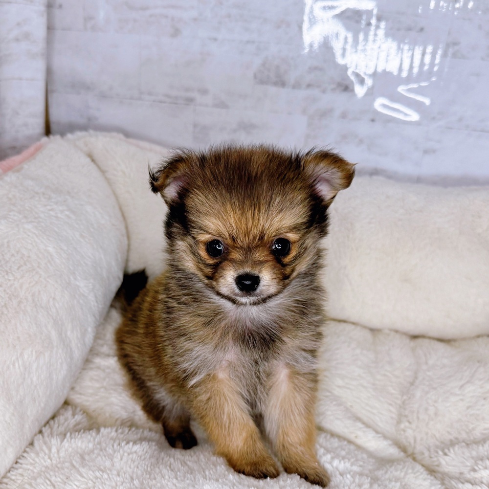 長野県のポメチワ/チワポメ/ポメチー(ポメラニアン×チワワ) (犬の家＆猫の里塩尻店/2025年9月9日生まれ/女の子/オレンジ)の子犬の1枚目の画像