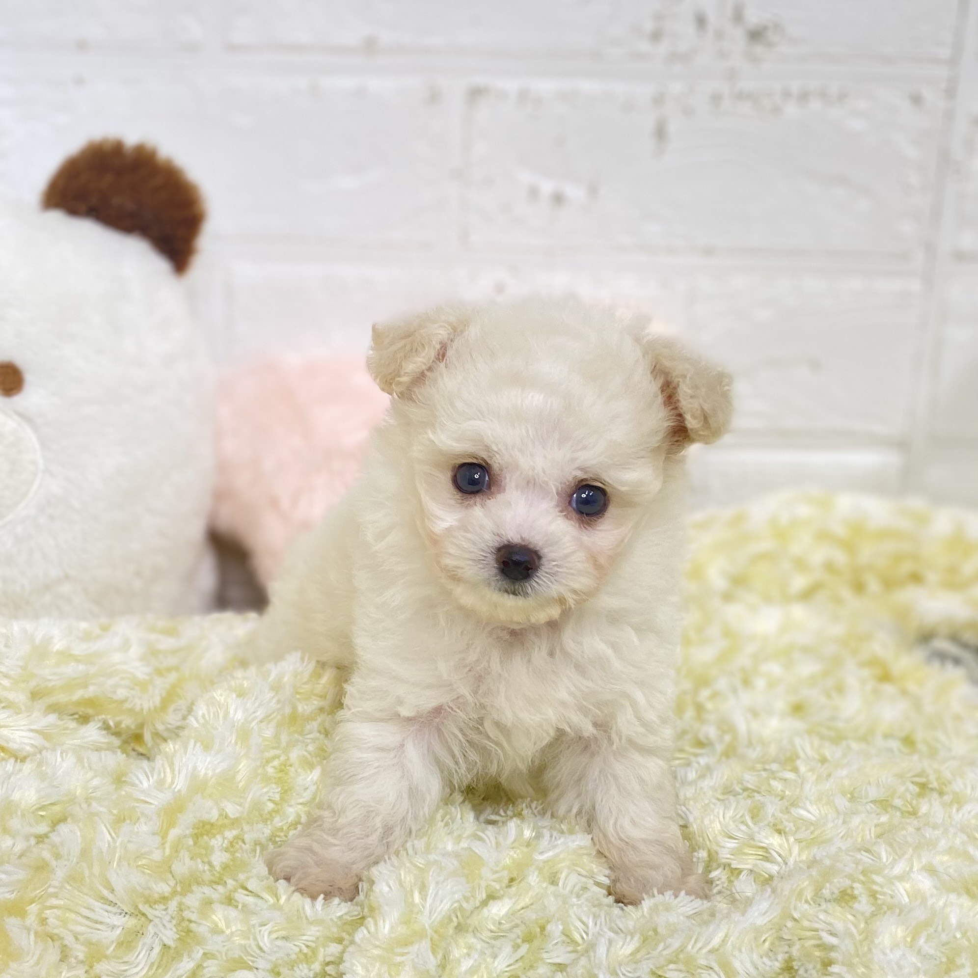 長野県のチワプー/プーチー(チワワ×プードル) (犬の家＆猫の里長野店/2025年9月8日生まれ/男の子/ホワイト)の子犬の1枚目の画像