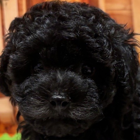 福岡県のトイプードル(トイ) (犬の家＆猫の里トリアス久山店/2025年9月9日生まれ/男の子/ブラック)の子犬の1枚目の画像