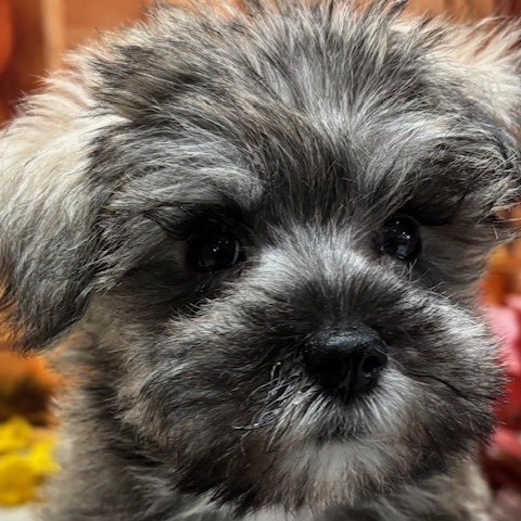 福岡県のシュナマル/マルシュナ(シュナウザー×マルチーズ) (犬の家＆猫の里トリアス久山店/2025年9月9日生まれ/男の子/ソルトペッパー)の子犬の1枚目の画像