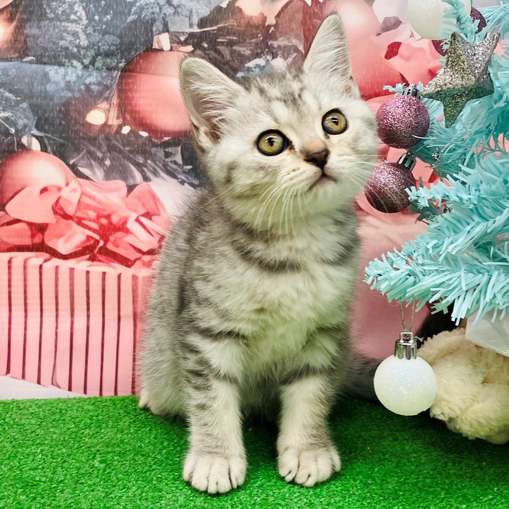 愛知県のブリティッシュショートヘアー (犬の家＆猫の里名古屋天白店/2025年9月10日生まれ/女の子/ブルースポテッドタビー)の子猫の1枚目の画像