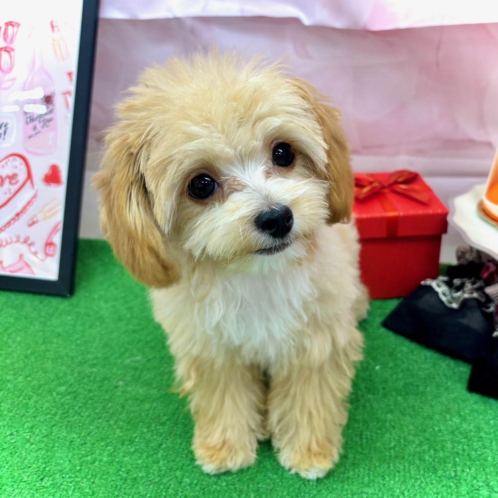 愛知県のチワプー/プーチー(チワワ×プードル) (犬の家＆猫の里名古屋天白店/2025年9月10日生まれ/男の子/アプリコットホワイト)の子犬の1枚目の画像