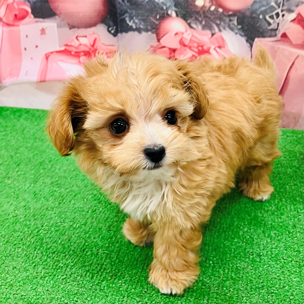 愛知県のチワプー/プーチー(チワワ×プードル) (犬の家＆猫の里名古屋天白店/2025年9月10日生まれ/男の子/アプリコットホワイト)の子犬の1枚目の画像