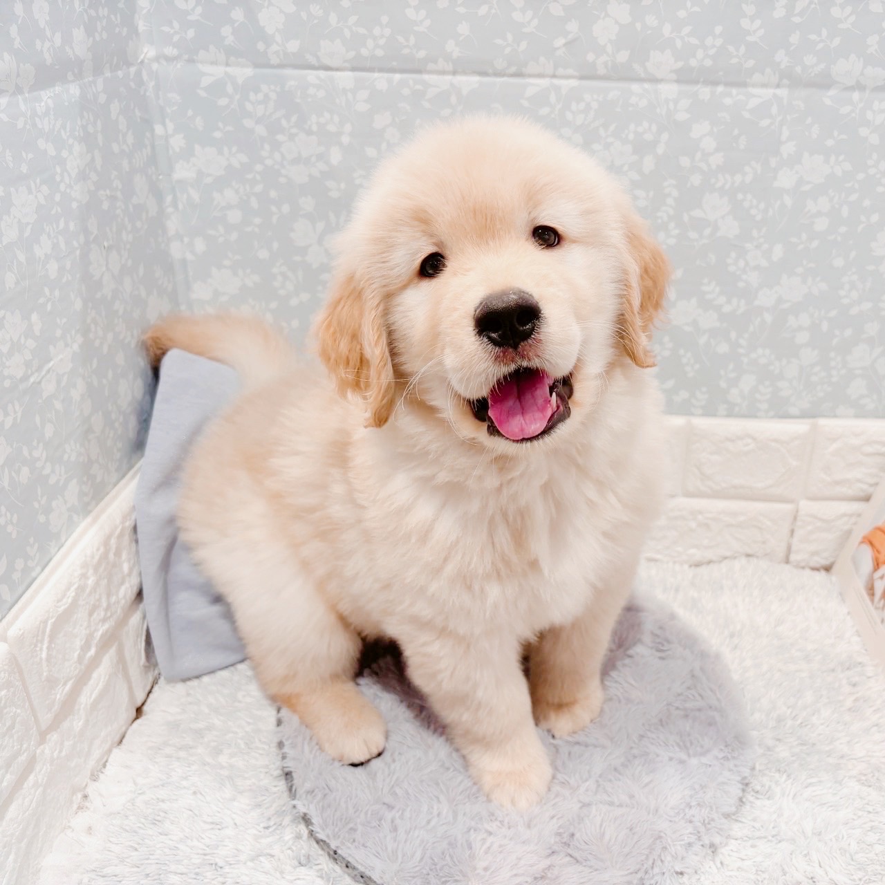 福井県のゴールデンレトリバー (犬の家＆猫の里福井店/2025年9月9日生まれ/男の子/ゴールデン)の子犬