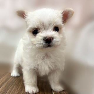 兵庫県のチワマル/マルチワ(チワワ×マルチーズ) (犬の家＆猫の里カナート西神戸店/2025年9月11日生まれ/男の子/クリーム)の子犬