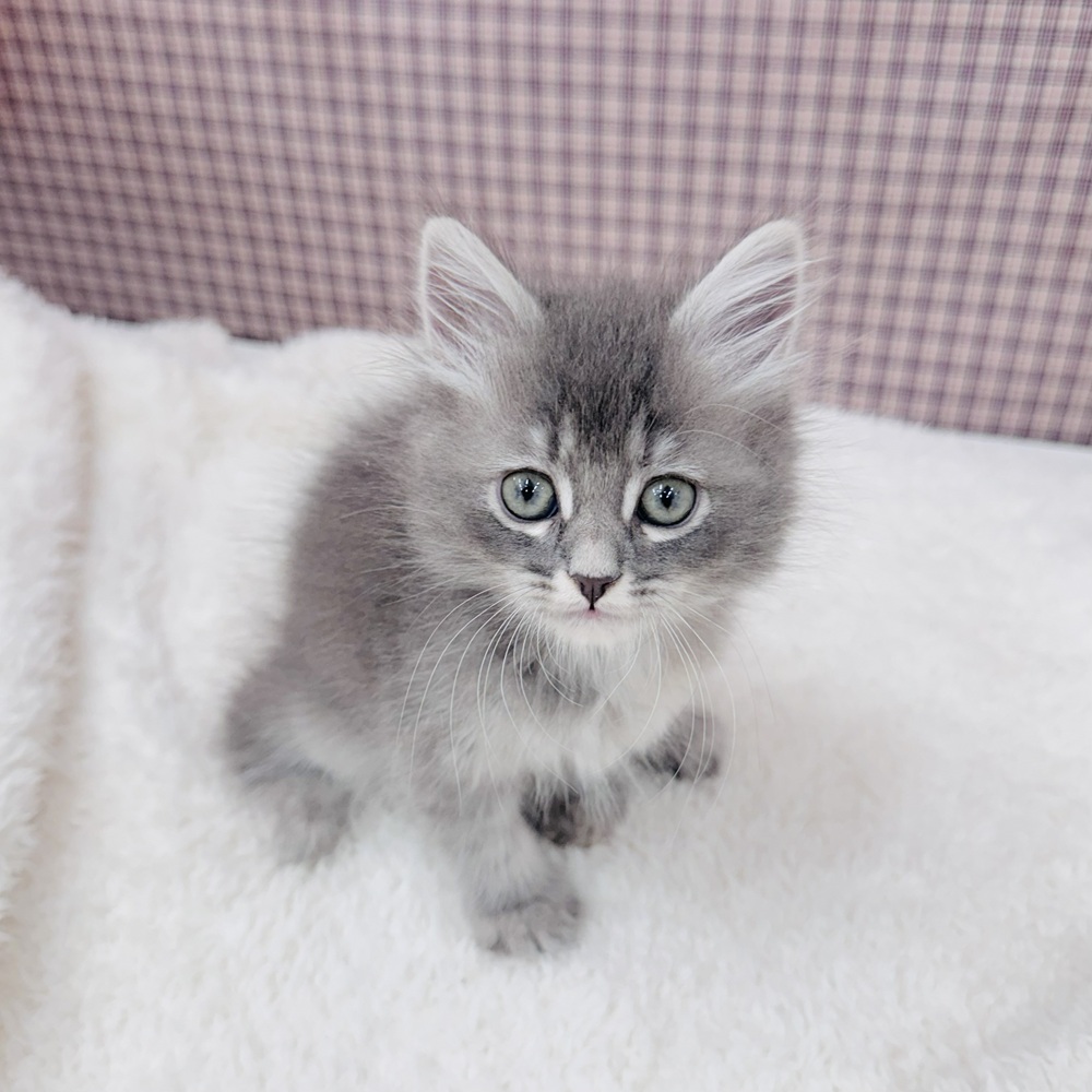 愛知県のサイベリアン (犬の家＆猫の里エアポートウォーク店/2025年9月11日生まれ/女の子/ブルーパッチドタビー)の子猫の1枚目の画像