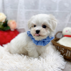 2025年8月30日生まれのマルチーズの5枚目の写真