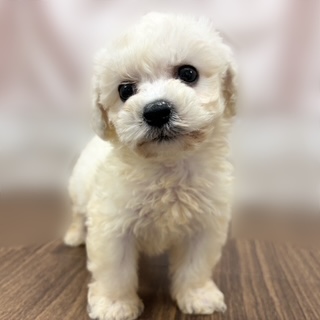 兵庫県のビションフリーゼ (犬の家＆猫の里カナート西神戸店/2025年9月14日生まれ/男の子/ホワイト)の子犬