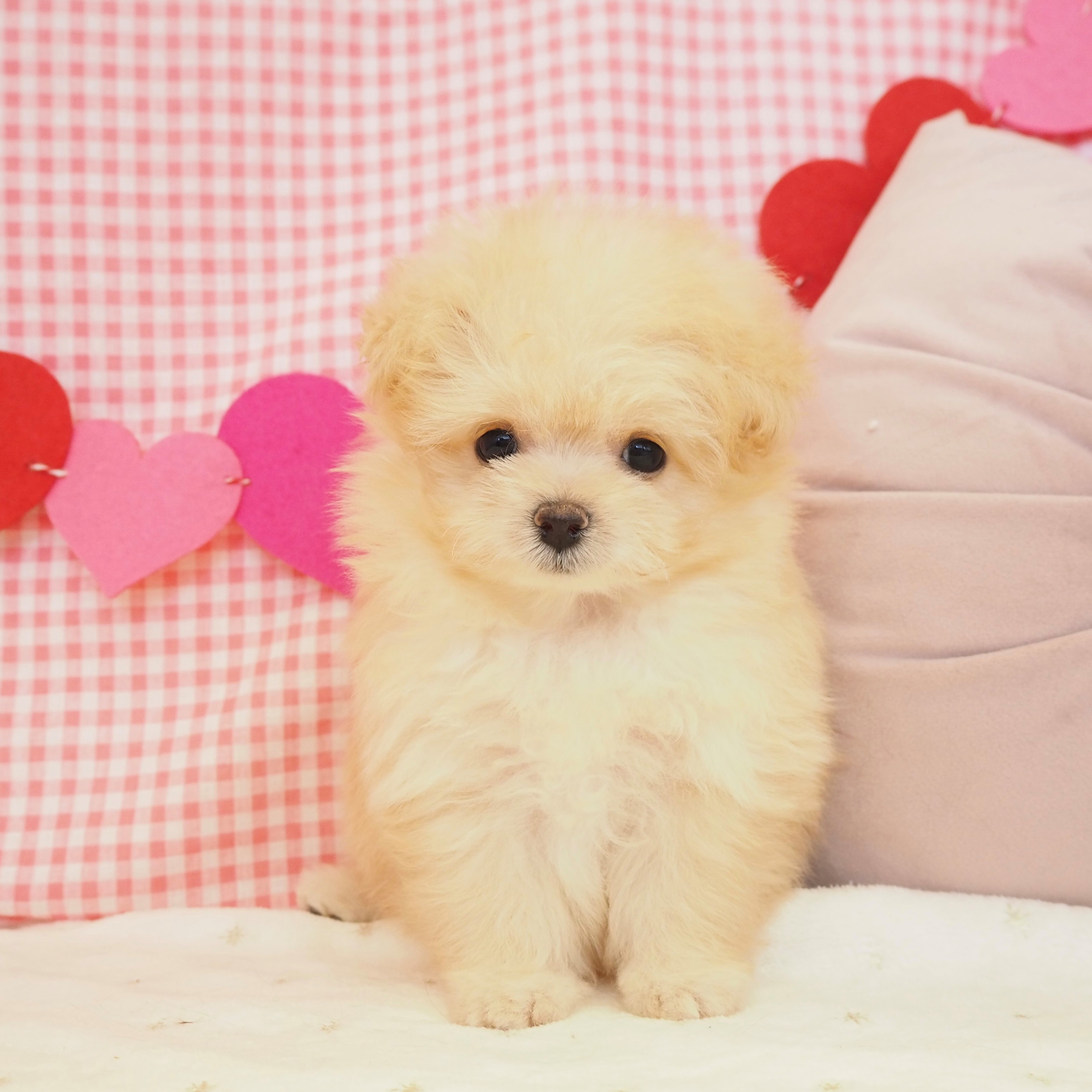 大阪府のポメプー(ポメラニアン×プードル) (犬の家＆猫の里もりのみやキューズモールBASE店/2025年9月11日生まれ/男の子/オレンジフォーン)の子犬の1枚目の画像