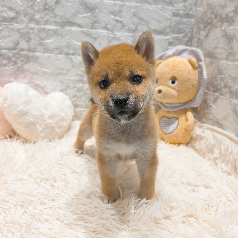 愛知県の柴犬(標準サイズ) (犬の家＆猫の里MiO香久山店/2025年9月13日生まれ/男の子/赤)の子犬の1枚目の画像