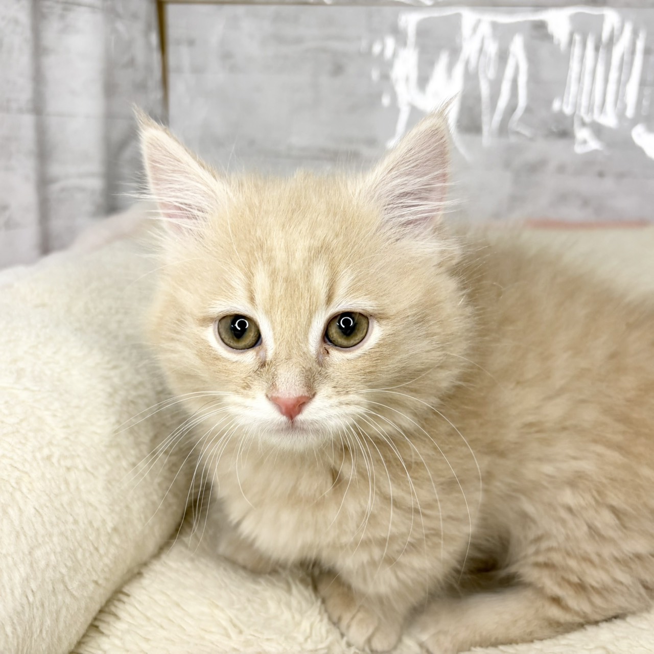 長野県のマンチカン (犬の家＆猫の里塩尻店/2025年9月12日生まれ/男の子/クリームタビー)の子猫の1枚目の画像