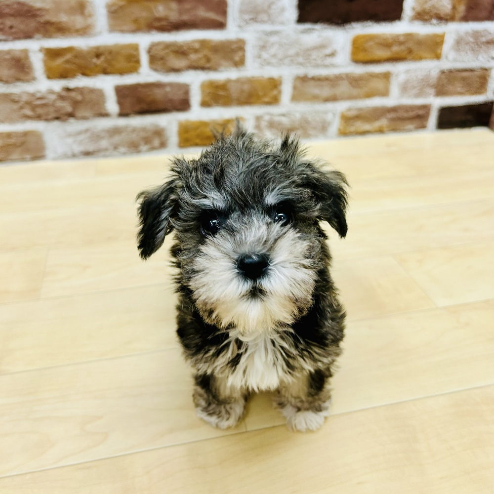 愛知県のハーフ犬・ミックス犬 (犬の家＆猫の里七宝店/2025年9月15日生まれ/女の子/ソルトペッパー)の子犬の1枚目の画像