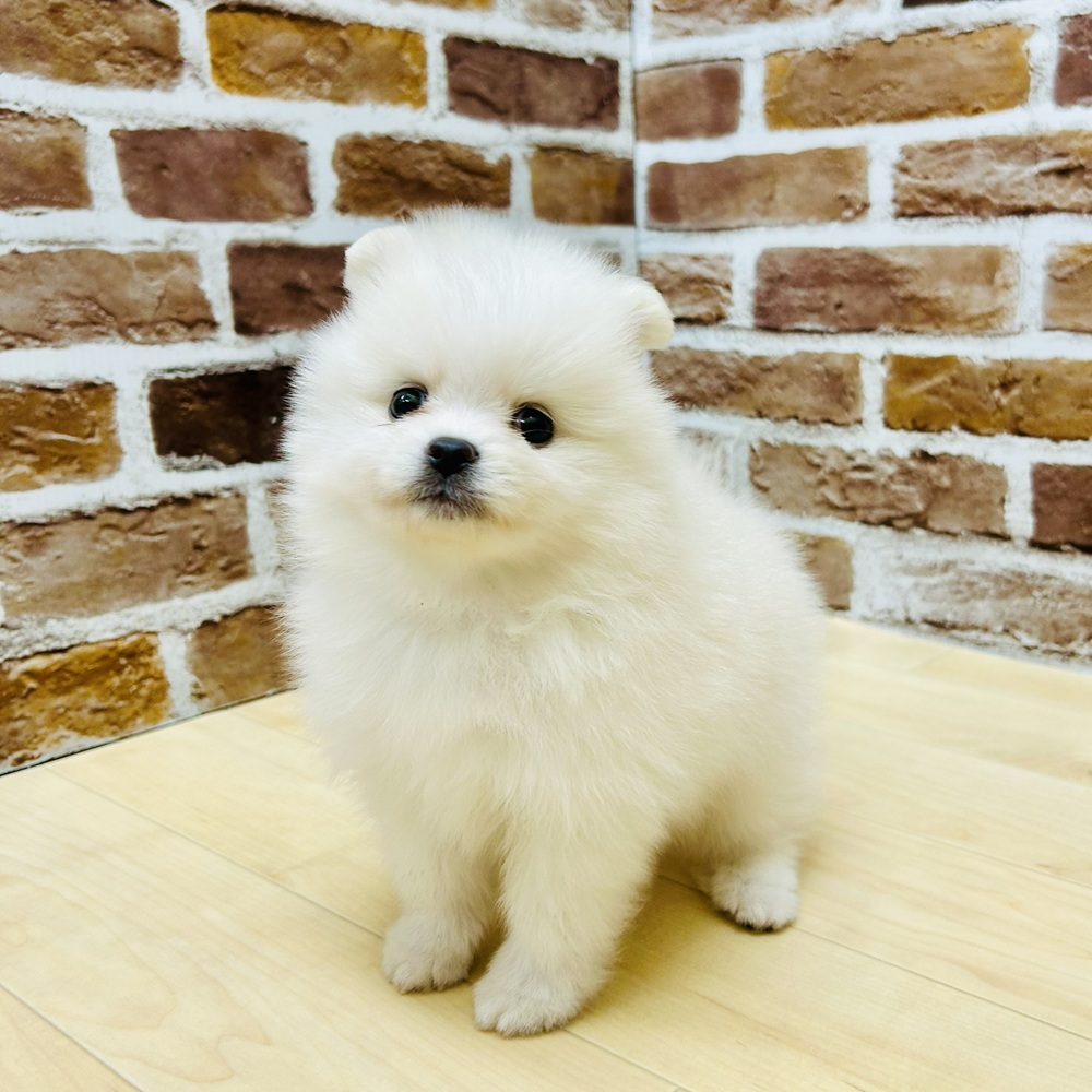 愛知県のポメラニアン (犬の家＆猫の里七宝店/2025年9月14日生まれ/男の子/ホワイト)の子犬の1枚目の画像