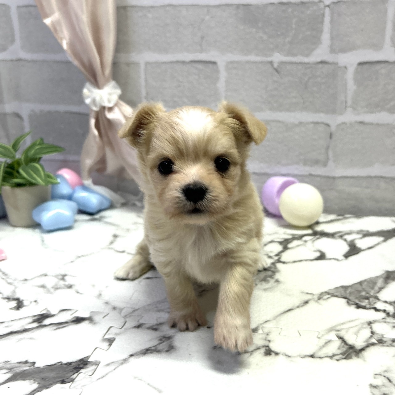 愛知県のチワマル/マルチワ(チワワ×マルチーズ) (犬の家＆猫の里岡崎店/2025年9月15日生まれ/女の子/クリーム)の子犬の1枚目の画像