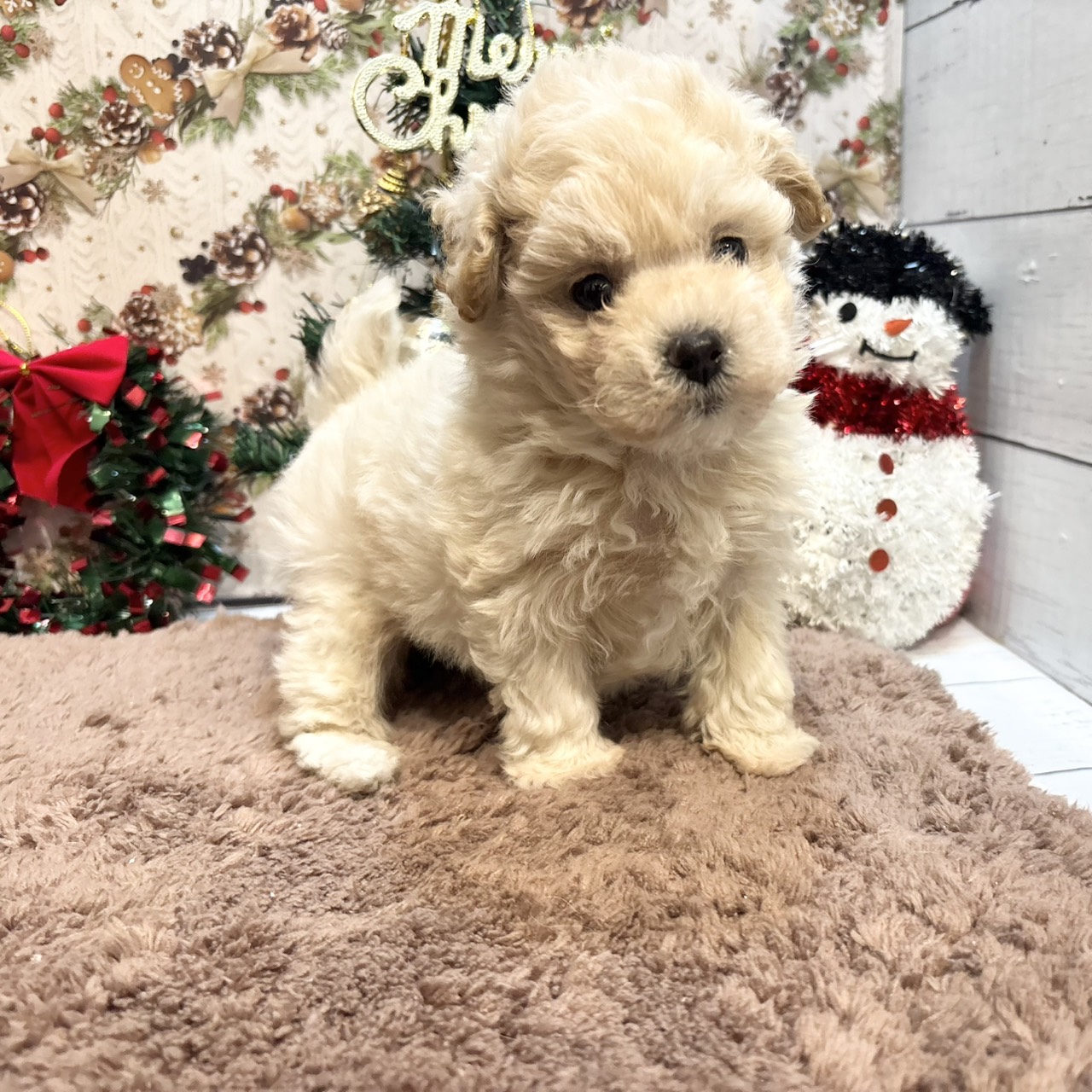 長野県のマルプー(マルチーズ×プードル) (犬の家＆猫の里カインズ梓川店/2025年9月15日生まれ/男の子/クリーム)の子犬の1枚目の画像