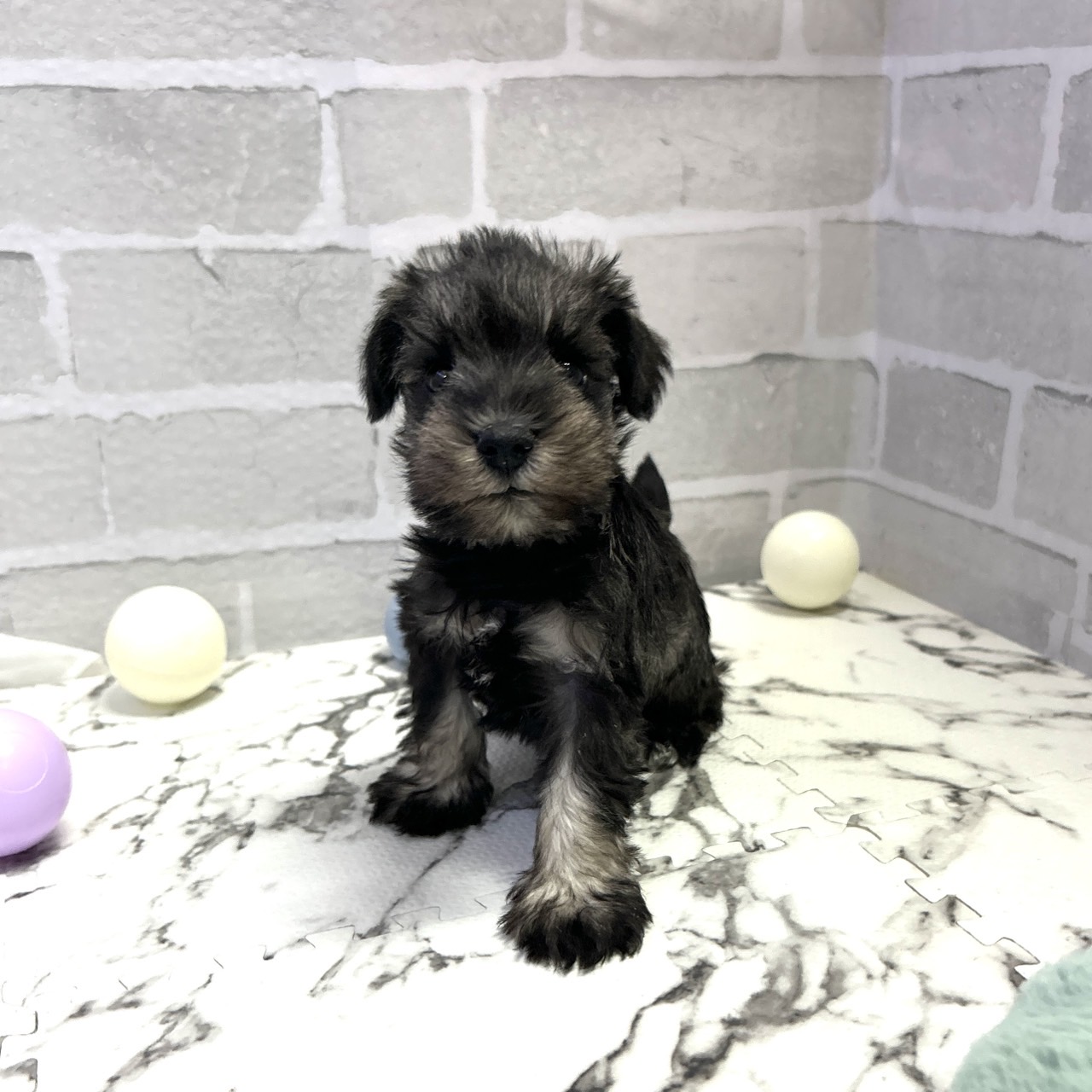 愛知県のミニチュアシュナウザー (犬の家＆猫の里岡崎店/2025年9月16日生まれ/男の子/ソルトペッパー)の子犬の1枚目の画像