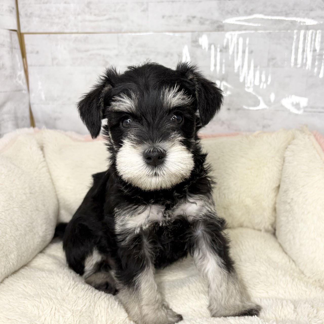 長野県のミニチュアシュナウザー (犬の家＆猫の里塩尻店/2025年9月12日生まれ/女の子/ブラックシルバー)の子犬の1枚目の画像