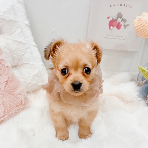 福井県のチワックス(チワワ×ダックス) (犬の家＆猫の里福井店/2025年9月16日生まれ/女の子/シェーデットクリーム)の子犬