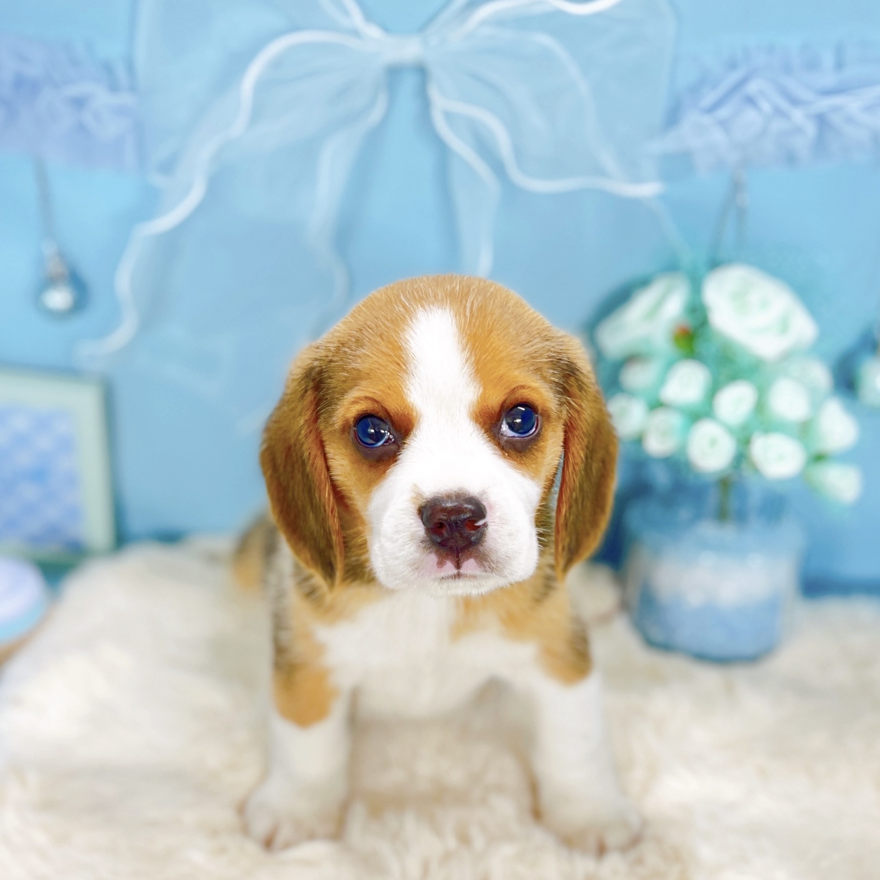 福井県のビーグル (犬の家＆猫の里アミーゴ福井大和田店/2025年9月14日生まれ/男の子/ブラックタンホワイト)の子犬の1枚目の画像