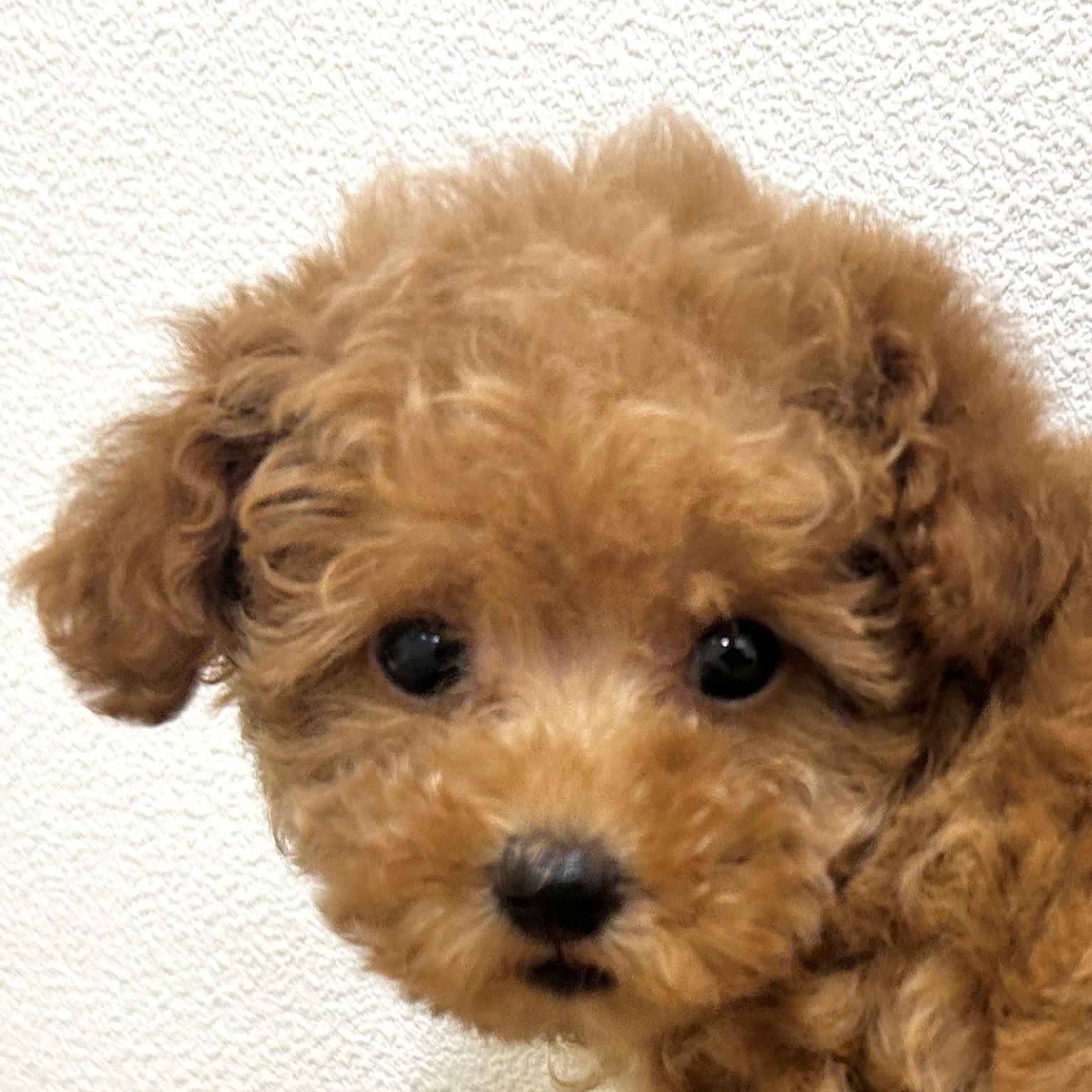 福岡県のトイプードル(トイ) (犬の家＆猫の里トリアス久山店/2025年9月15日生まれ/女の子/レッド)の子犬の1枚目の画像