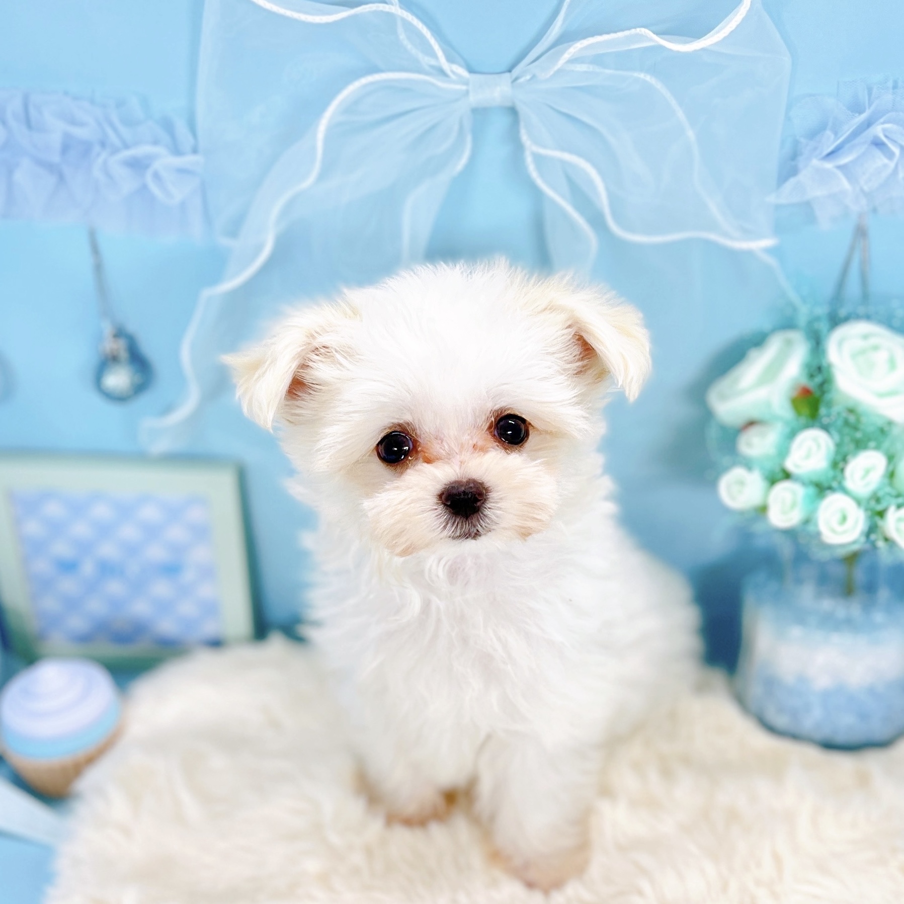 福井県のチワマル/マルチワ(チワワ×マルチーズ) (犬の家＆猫の里アミーゴ福井大和田店/2025年9月16日生まれ/男の子/クリームホワイト)の子犬の1枚目の画像