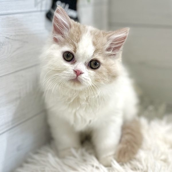 愛知県のスコティッシュフォールド (犬の家＆猫の里豊田店/2025年9月15日生まれ/男の子/クリームタビーホワイト)の子猫の1枚目の画像