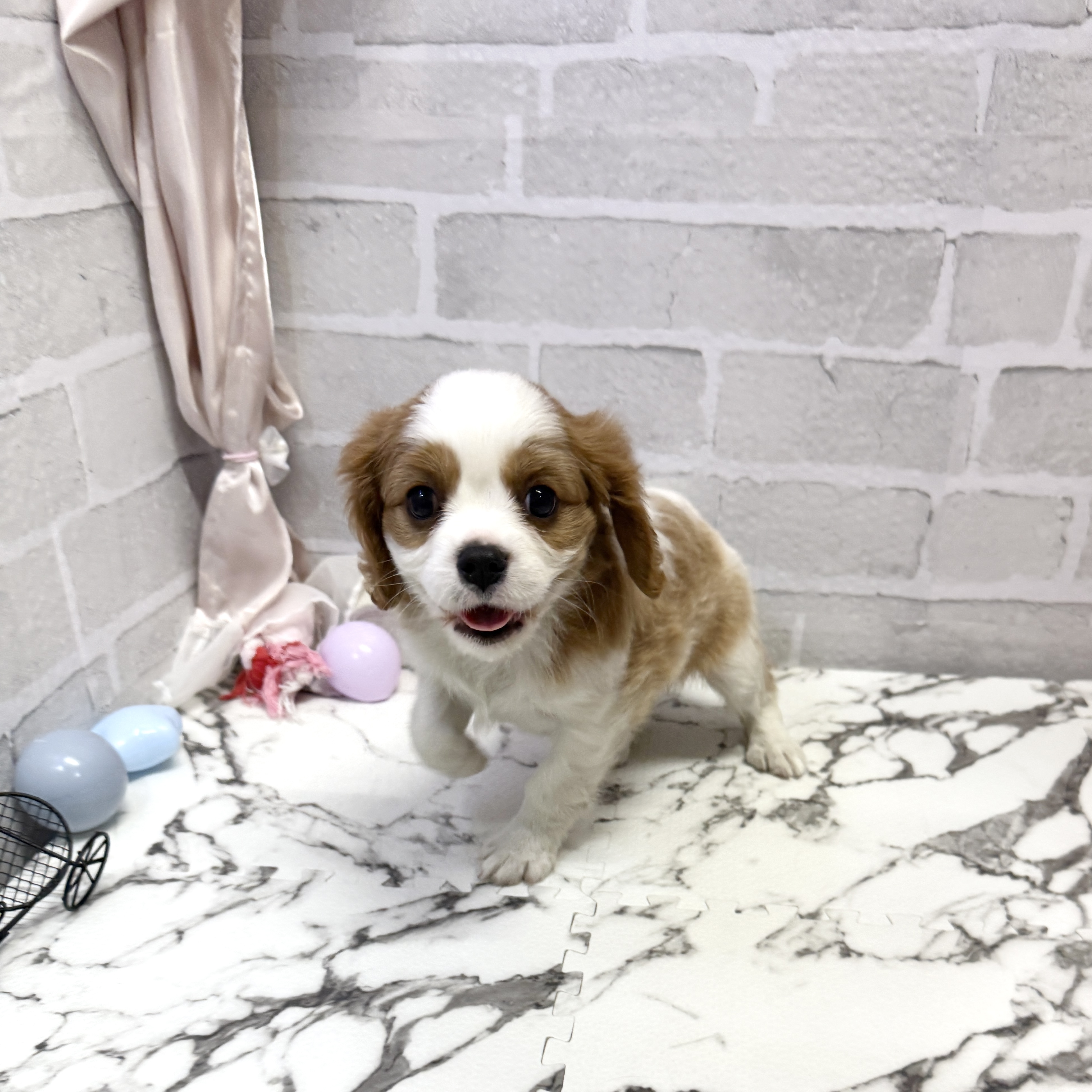 愛知県のキャバリアキングチャールズスパニエル (犬の家＆猫の里岡崎店/2025年9月20日生まれ/女の子/ブレンハイム)の子犬の1枚目の画像