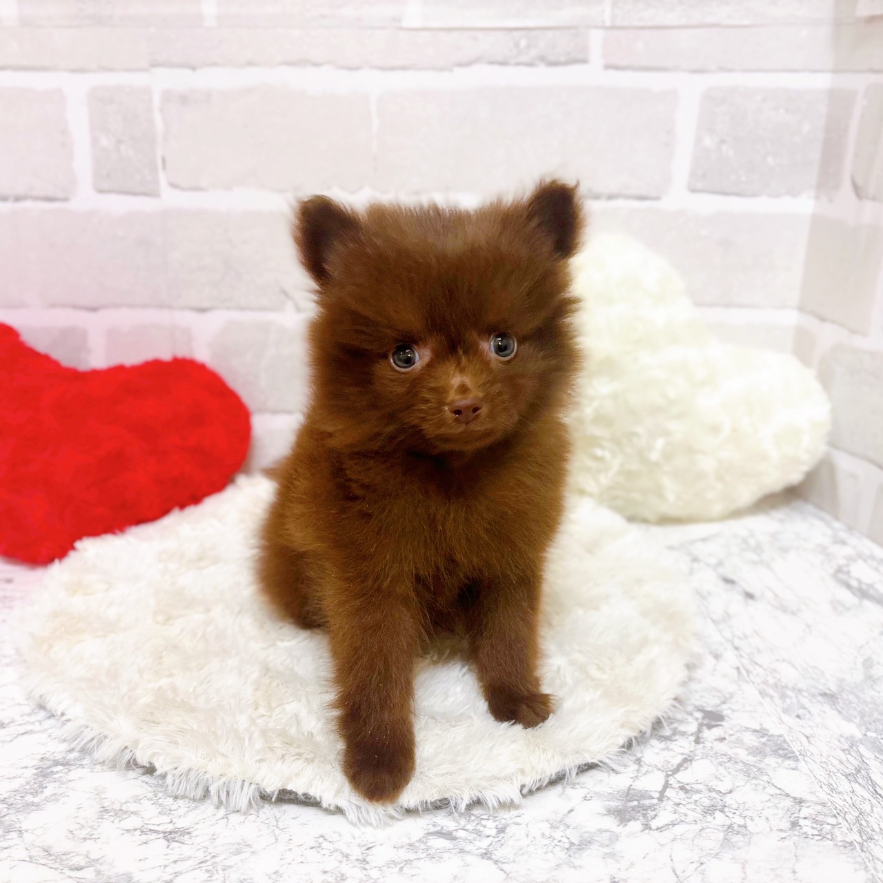 京都府のポメチワ/チワポメ/ポメチー(ポメラニアン×チワワ) (犬の家＆猫の里京都精華店/2025年9月15日生まれ/男の子/チョコレート)の子犬