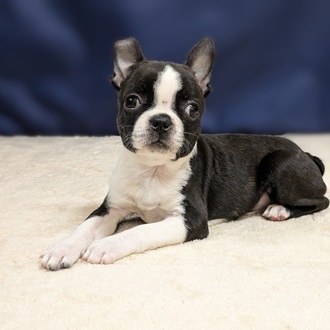 愛知県のボストンテリア ボストンカラー 女の子のご紹介(196158
