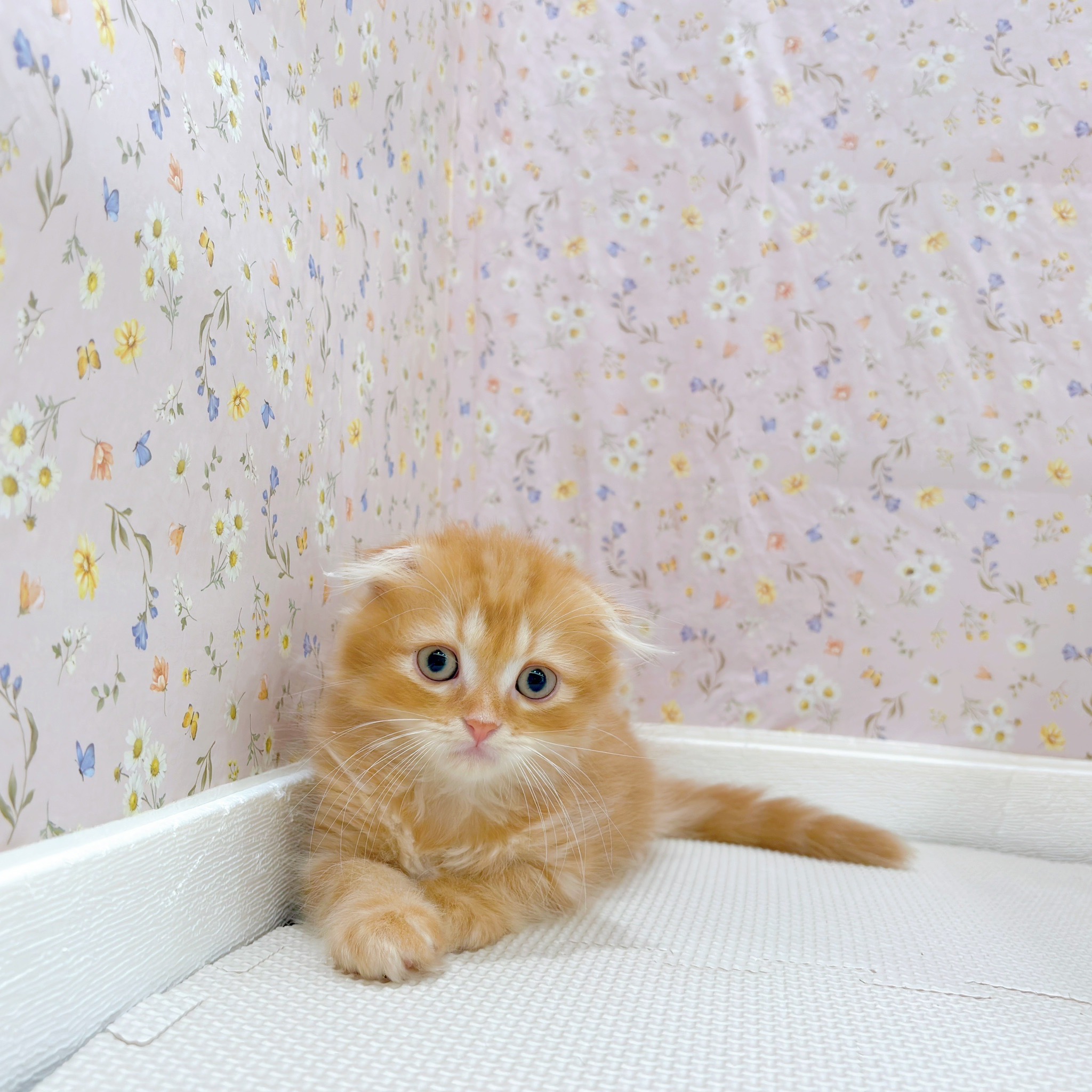 石川県のスコティッシュフォールド (犬の家＆猫の里金沢店/2025年9月19日生まれ/男の子/レッドタビーホワイト)の子猫の1枚目の画像