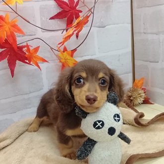 ミニチュアダックス男の子の写真