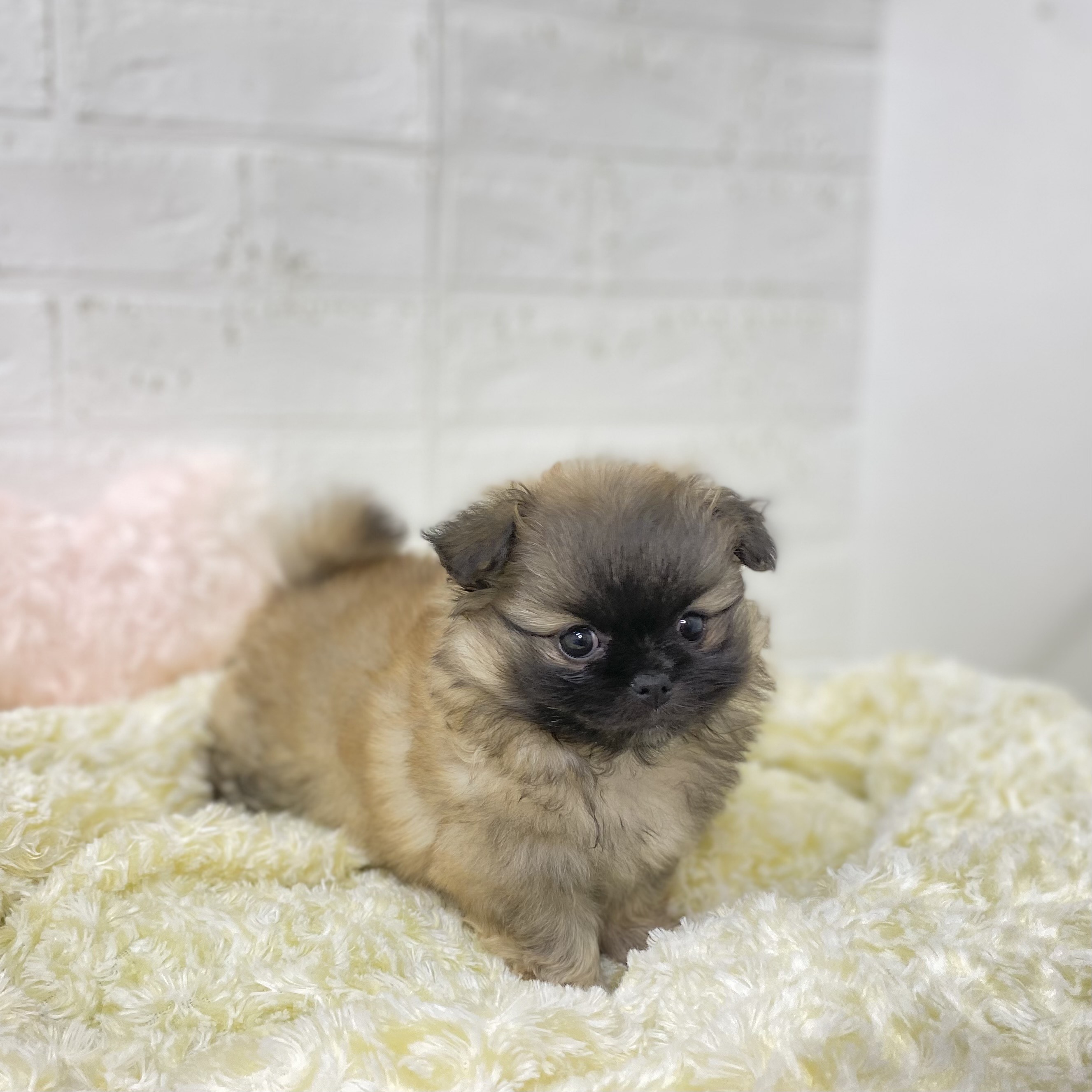 長野県のペキポメ/ポメペキ(ペキニーズ×ポメラニアン) (犬の家＆猫の里長野店/2025年9月21日生まれ/女の子/フォーン)の子犬の1枚目の画像