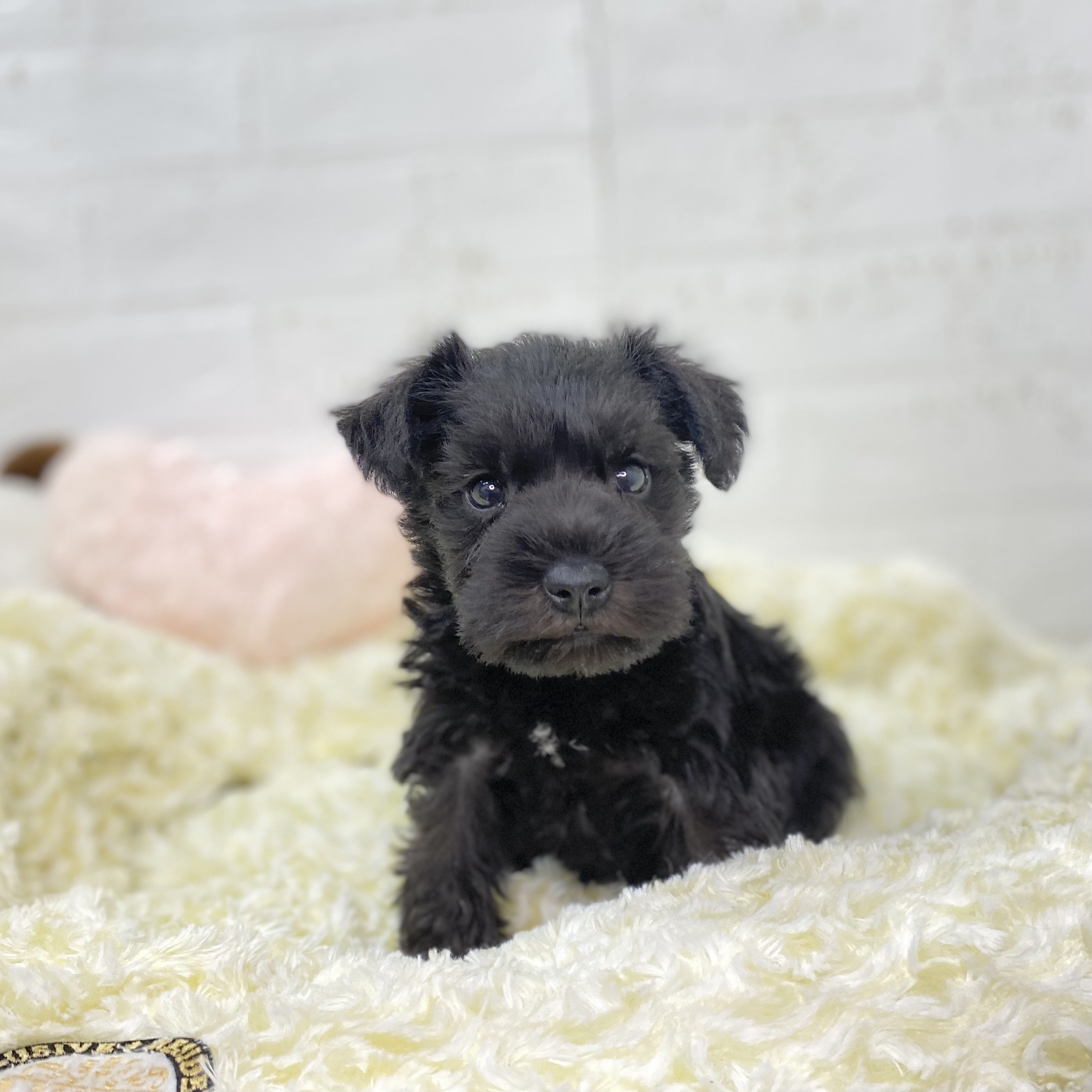 長野県のミニチュアシュナウザー (犬の家＆猫の里長野店/2025年9月23日生まれ/男の子/ブラックホワイト)の子犬の1枚目の画像