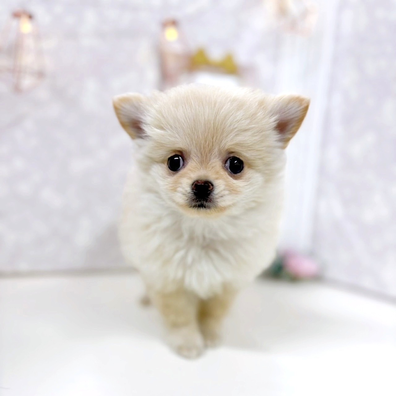 富山県のポメチワ/チワポメ/ポメチー(ポメラニアン×チワワ) (犬の家＆猫の里アミーゴ高岡蓮花寺店/2025年9月20日生まれ/女の子/クリーム)の子犬の1枚目の画像