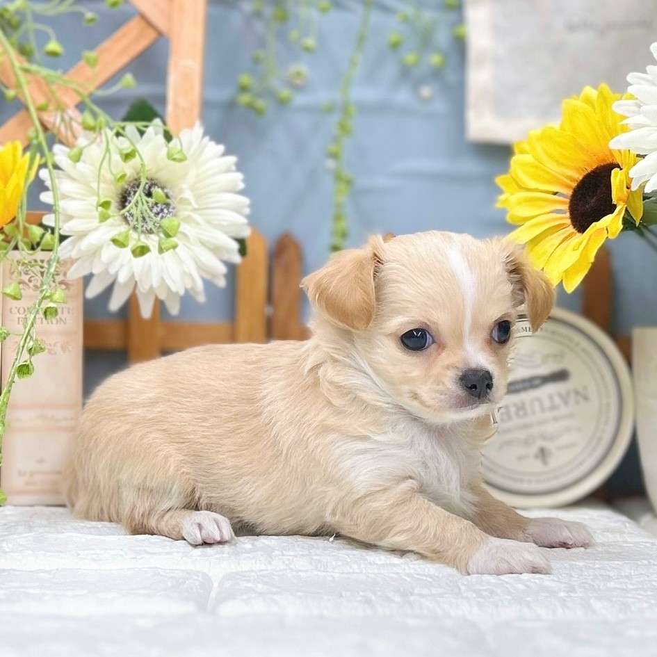 千葉県のチワワ(ロング) (犬の家＆猫の里ワンズモール稲毛店/2025年9月21日生まれ/女の子/クリームホワイト)の子犬の1枚目の画像