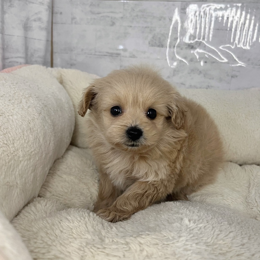 長野県のポメプー(ポメラニアン×プードル) (犬の家＆猫の里塩尻店/2025年9月22日生まれ/男の子/アプリコット)の子犬の1枚目の画像