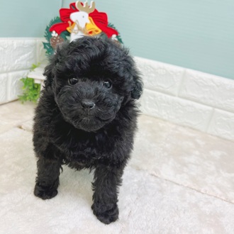 静岡県のトイプードル(トイ) (犬の家＆猫の里マークイズ静岡店/2025年9月22日生まれ/女の子/ブラック)の子犬の1枚目の画像