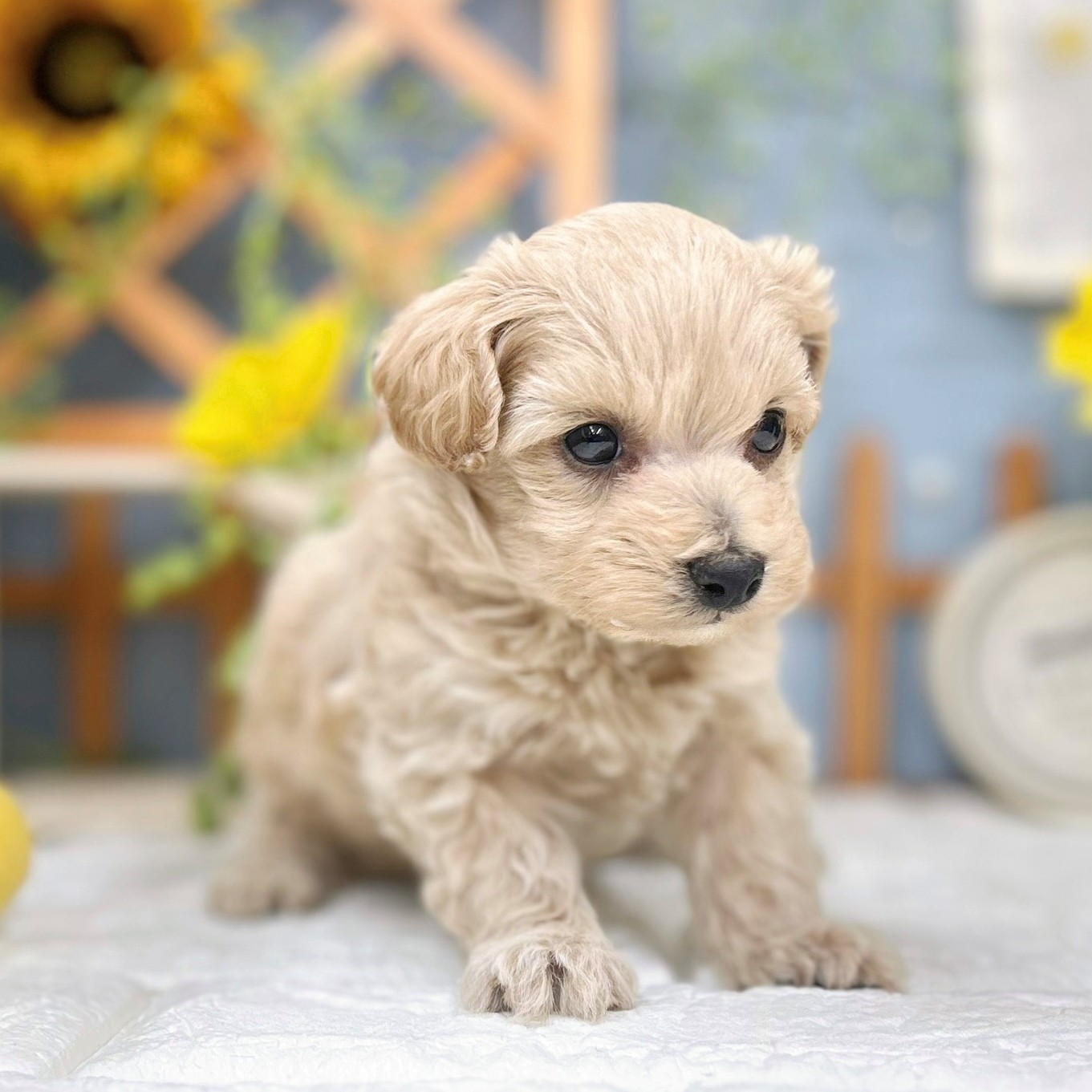 千葉県のマルプー(マルチーズ×プードル) (犬の家＆猫の里ワンズモール稲毛店/2025年9月22日生まれ/男の子/アプリコット)の子犬の1枚目の画像