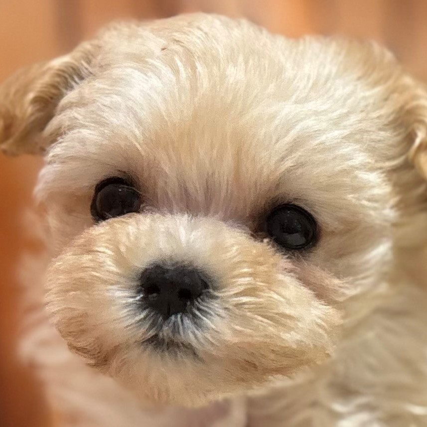 ハーフ犬男の子の写真