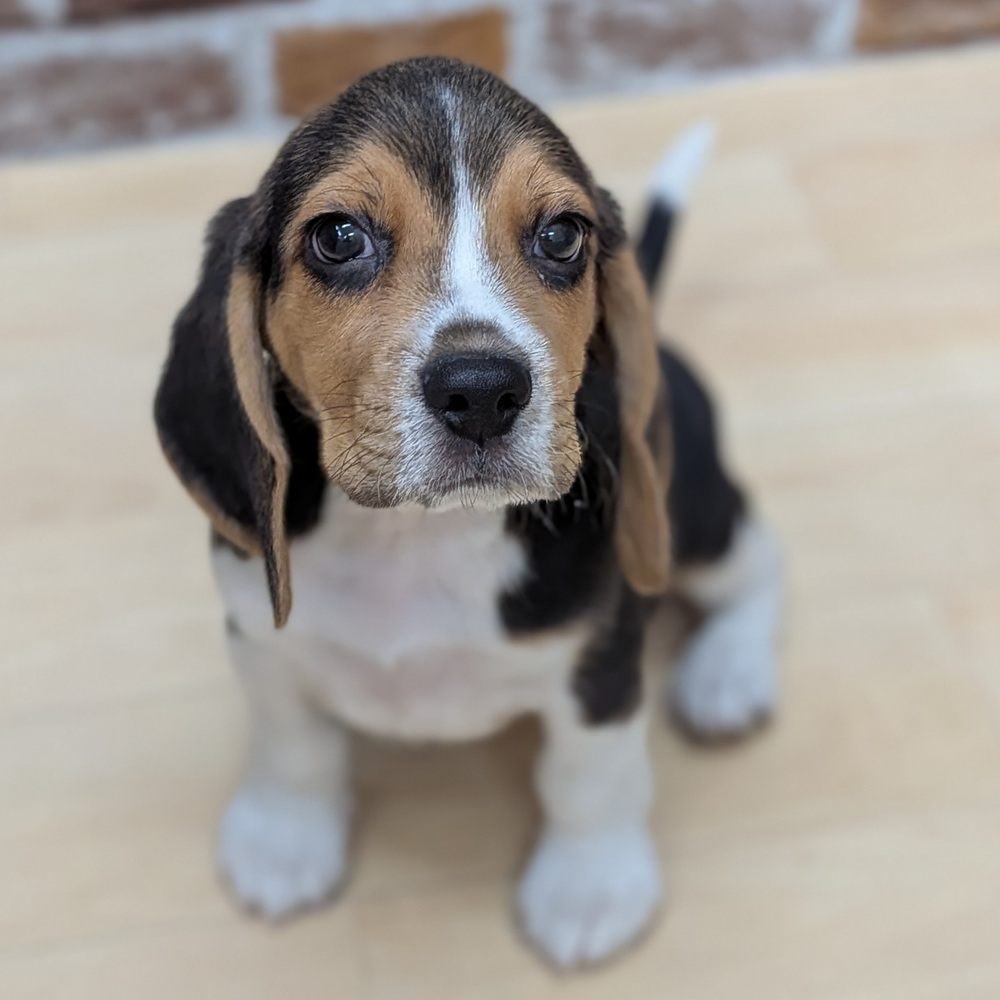 愛知県のビーグル (犬の家＆猫の里七宝店/2025年9月23日生まれ/男の子/ブラックタンホワイト)の子犬