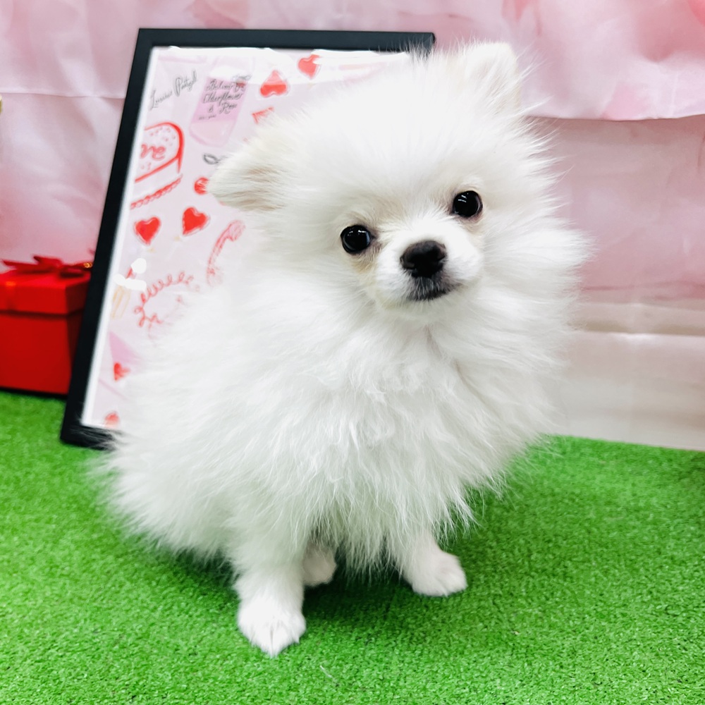 ハーフ犬男の子の写真