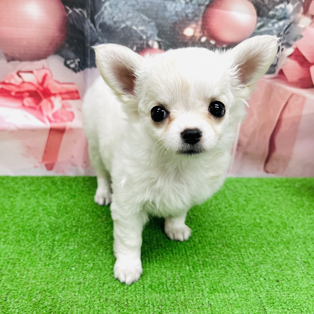 愛知県のチワワ(ロング) (犬の家＆猫の里名古屋天白店/2025年9月22日生まれ/女の子/クリームホワイト)の子犬